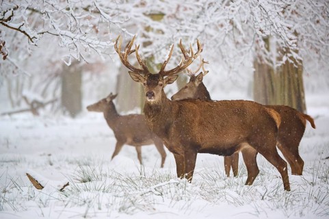 Deer standing in a snow-covered forest, surrounded by bare trees under a winter sky, Winter, Red