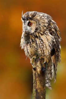 Tawny owl in the forest with mouse in the talon. Brown owl sitting on tree stump in the dark forest