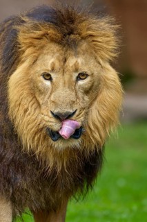 A lion with an impressive mane licks its tongue in a green environment, captive, Germany