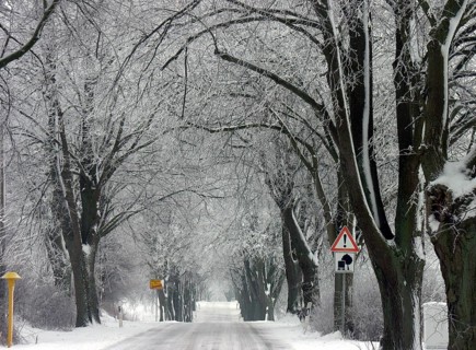 Winter linden avenue (Tilia) on a federal road, Mecklenburg-Western Pomerania, Germany