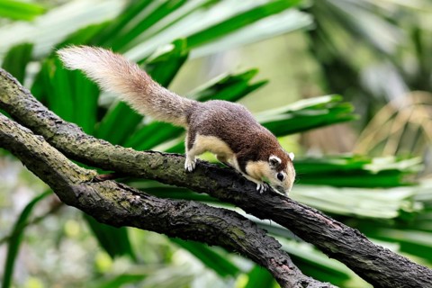 Finlayson's squirrel (Callosciurus finlaysonii), adult, on tree, foraging, Singapore, Southeast