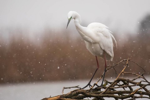 Great Egret (Ardea alba), Subotica, Serbia