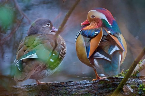Two Mandarin ducks sitting on a branch in a quiet forest area with colourful plumage, Mandarin duck