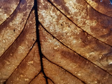 Detailed close-up of a brown leaf in autumn with visible veins and cells, Franconian Forest nature