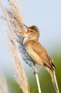 Great Reed Warbler (Acrocephalus arundinaceus) male singing, Croatia