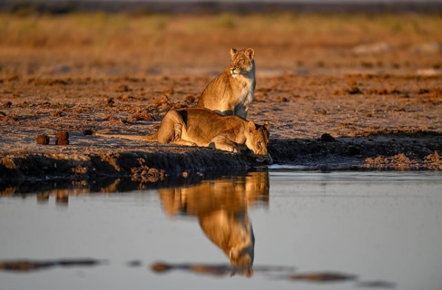 Two lionesses (Panthera leo) in the morning light at the Nxai Pan waterhole, Nxai Pan National
