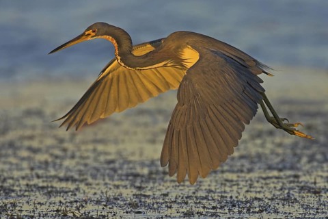 Tricolored Heron (Egretta tricolor) flying, Florida, USA