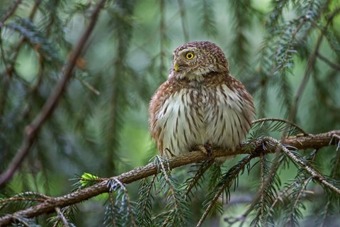 Eurasian Pygmy Owl (Glaucidium passerinum), Saxony, Germany