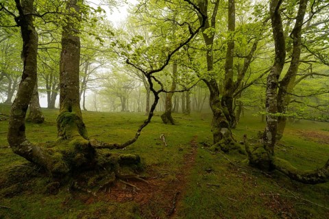 A magic forest with vibrant green foliage and moss covered tree trunks in the Pyrenees. The serene