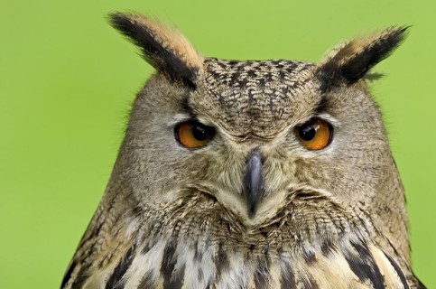 Eurasian Eagle-Owl (Bubo bubo), North Rhine-Westphalia, Germany