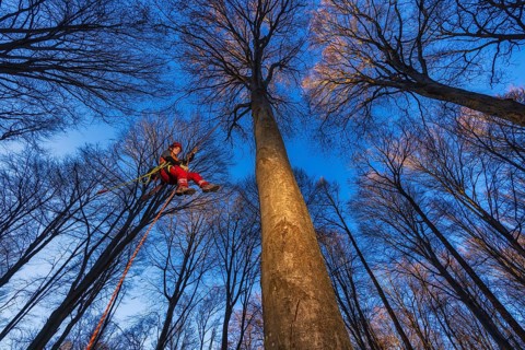 In Cademario, in the canton of Ticino, an arborist climbs a tree in the forest. An arborist is a