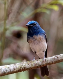 Hainan Blue Flycatcher (Cyornis hainanus) male, Khao Yai, Thailand