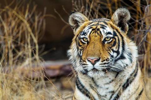 King tiger (Panthera tigris tigris), tigress Mutschili, female, Bengal tiger, portrait, wildlife,