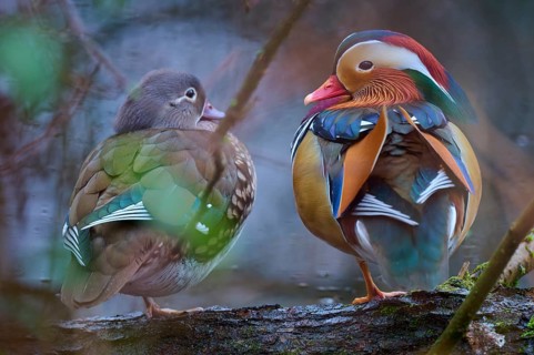 Two mandarin ducks with colourful plumage sitting on a branch in a quiet forest scene, Mandarin