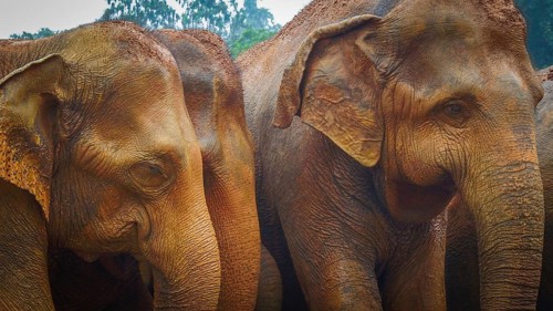 Asian elephants (elephas maximus) close together in front of a wooded background, Pinnawela