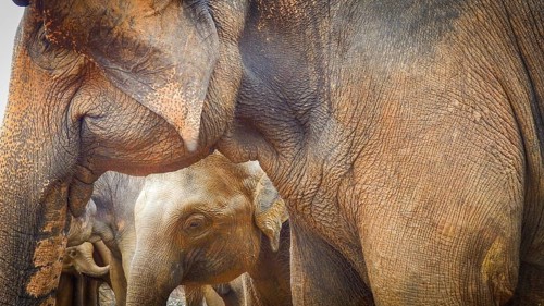 Close-up of Asian elephants (elephas maximus) standing together in a natural environment, Pinnawela