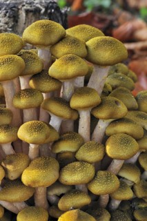 Honey fungus (Armillaria mellea) (Armillariella mellea) cluster growing on tree trunk in autumn