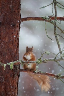 Red squirrel (Sciurus vulgaris) adult animal on a snow covered pine tree branch in winter,