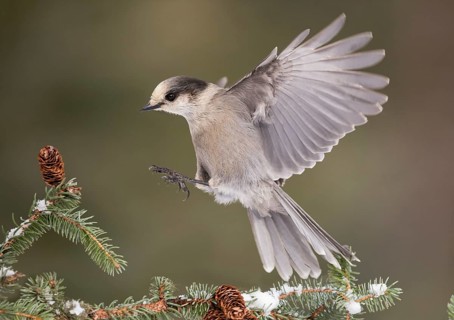 Grey Jay (Perisoreus canadensis) landing on a branch, Alaska, USA
