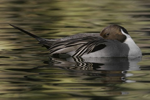 Northern Pintail (Anas acuta) male, Arizona, USA