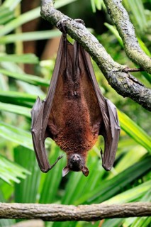 Kalong flying fox (Pteropus vampyrus), adult, resting, in sleeping tree, during the day, Singapore,