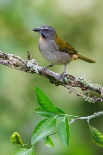 Buff-throated Saltator (Saltator maximus) perched on a branch in Manu National Park, Peru