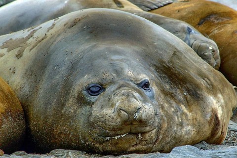 Antarctica - South Georgia - elephant seal - Mironga