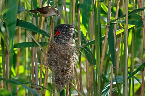 Common Cuckoo & Eurasian Reed Warbler (Cuculus canorus & Acrocephalus scirpaceus) Eurasian Reed