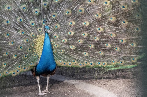 Peacock (Pavo Scalloped ribbonfish), Rhineland-Palatinate, Germany