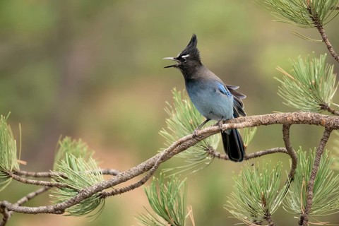 Steller's Jay (Cyanocitta stelleri) calling, perched on a conifer branch, Colorado, USA
