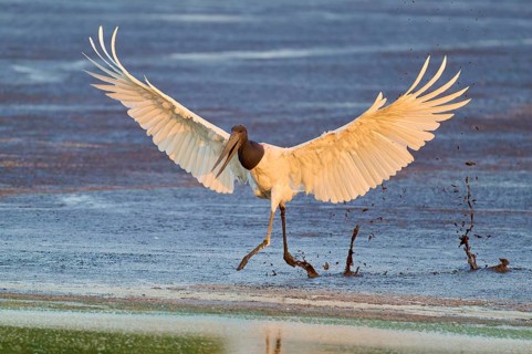 A bird lands dynamically on a wet surface with outstretched wings, Jabiru (Jabiru mycteria),