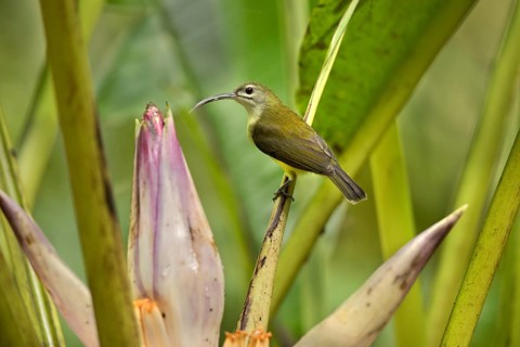 Little Spiderhunter (Arachnothera longirostra), Selangor, Malaysia