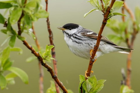 Blackpoll Warbler (Dendroica striata) perched on a branch in Nome, Alaska