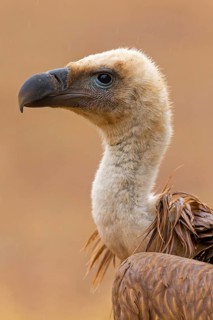 Griffon vulture, (Gyps fulvus), animals, birds, vultures, alworld vulture, hawk family, portrait,