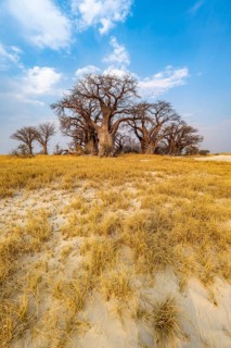 Babobabs on the edge of a salt pan, Baine's Baobabs, Nxai Pan National Park, Botswana