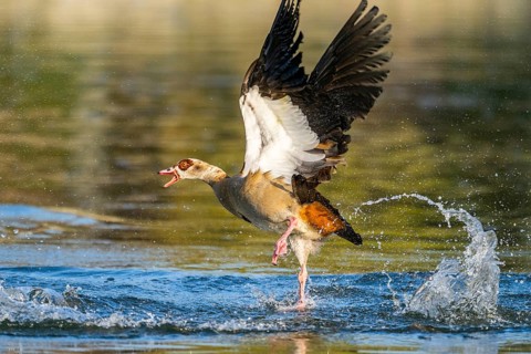 Flying Egyptian goose (Alopochen aegyptiaca) starting from a lake, invasive species, Bavaria,