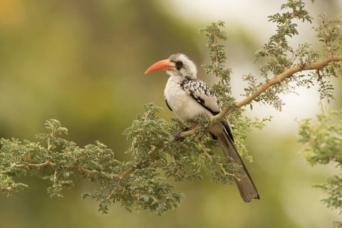 Western Red-billed Hornbill (Tockus kempi), Gambia