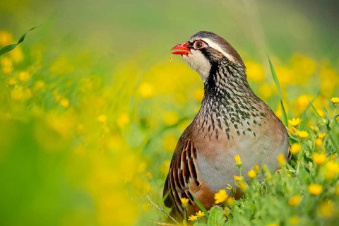 A red-legged partridge stands elegantly amidst bright yellow wildflowers, showcasing its striking