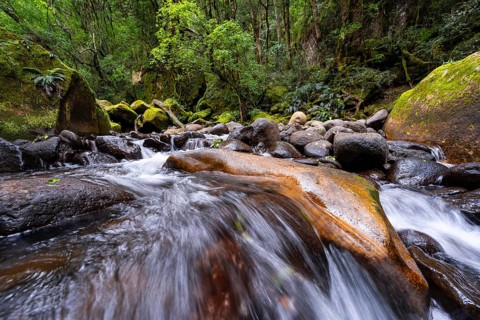 Mhlwazini River flows through thick forest, original mountain forest, Rainbow Gorge,
