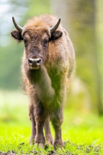 European bison (Bison bonasus) standing on a meadow in summer, Bavarian Forest, Germany
