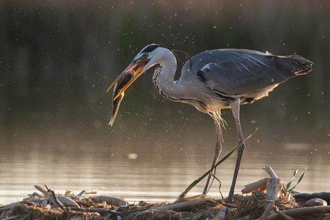 Grey Heron (Ardea cinerea) with fish prey in beak, Subotica, Serbia