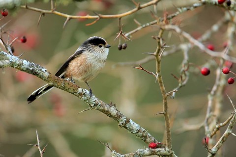 Long-tailed Tit (Aegithalos caudatus) perched on a branch, Andalusia, Spain