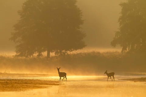 Red deer (Cervus elaphus) and calf crossing a small river in the first morning light, morning mist,