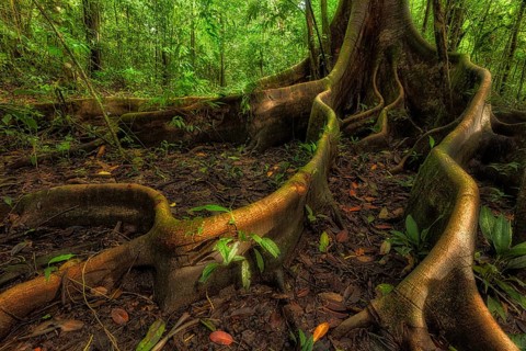 Costa Rica's Corcovado National Park protects one of the world's premier rainforests. Rainforests