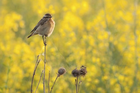 Whinchat (Saxicola rubetra) male, Rhineland-Palatinate, Germany