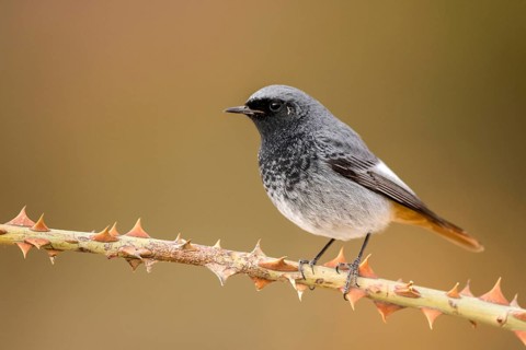 Black Redstart (Phoenicurus ochruros) male perched on a thorny branch, Aragon, Spain
