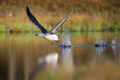 Red-throated diver (Gavia stellata) in breeding plumage on a lake in Sweden, Knuthöjdsmossen,