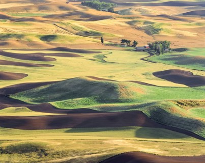 The Palouse region's rolling hills display a patchwork of tilled soil and ripening wheat fields in