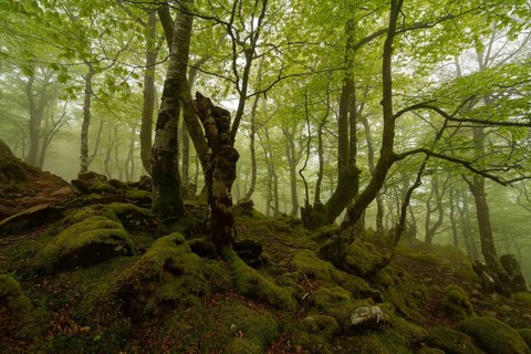Discover a magic forest scene, featuring lush greenery, towering trees, and emerald moss covering