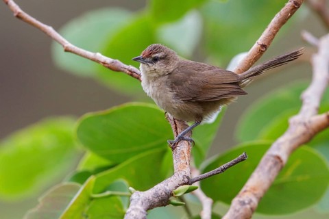 Common Thornbird (Phacellodomus rufifrons) perched on a branch in the Atlantic rainforest of